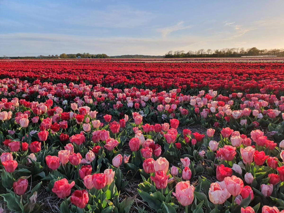 Buitenhuis Egmond Egmond aan den Hoef Kültér fotó